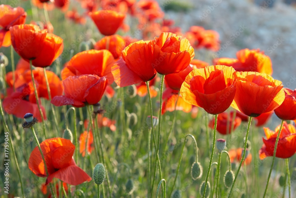 Fototapeta premium Field of poppies