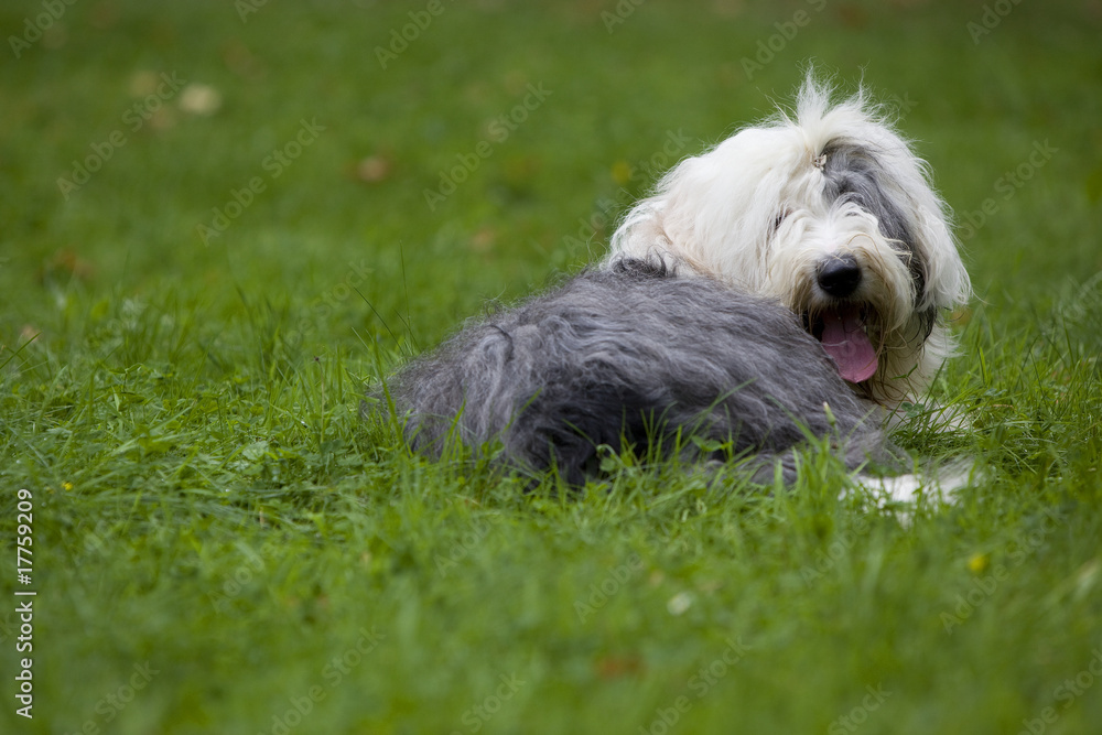 bobtail allongé de derrière dans l'herbe haute bobtail allongé de derrière dans l'herbe haute