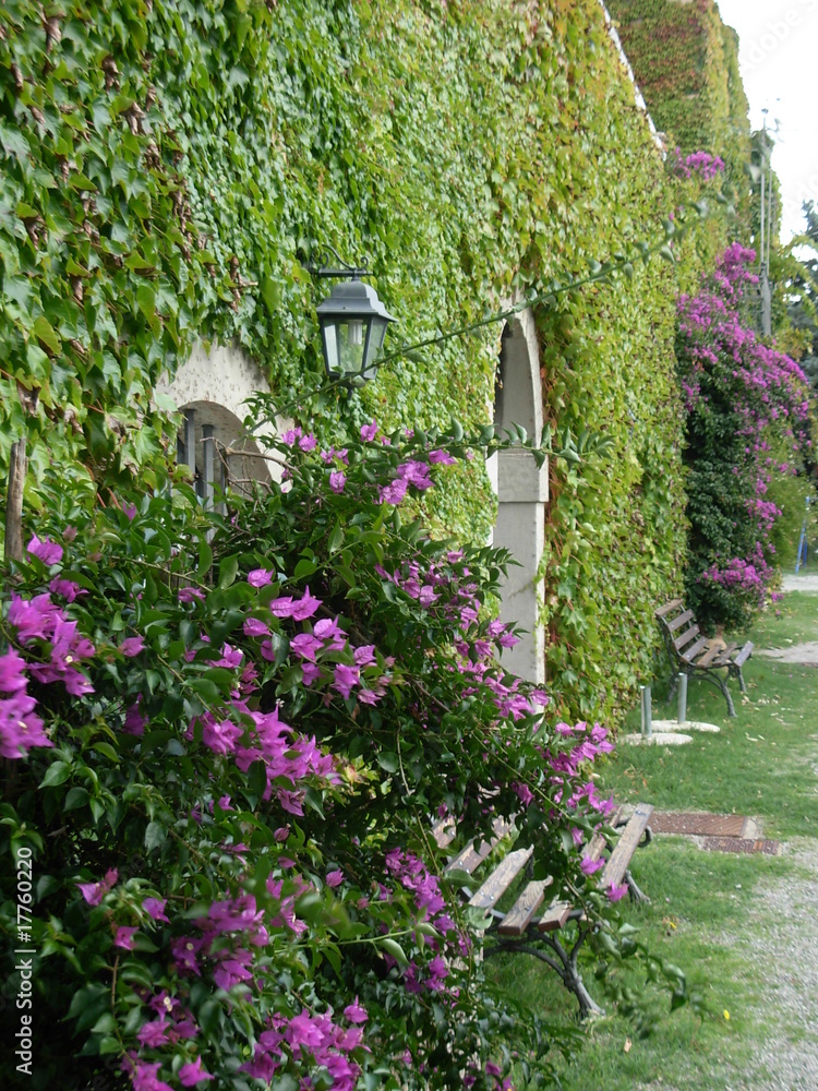 Obraz premium fiori