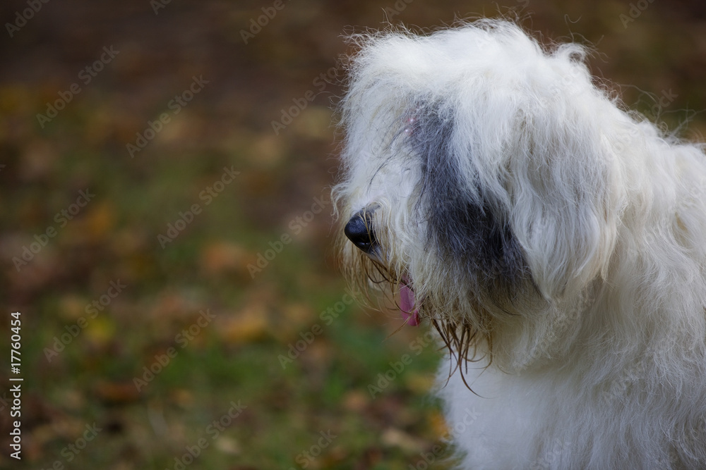 portrait de profil d'un old english sheepdog portrait de profil d'un old english sheepdog