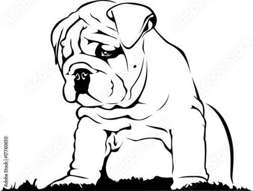 English Bulldog - Baby