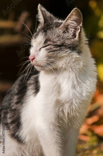 Portrait d'un chat gris et blanc