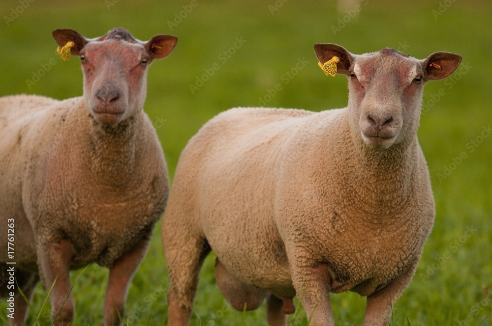 Obraz premium Moutons charollais en pâture