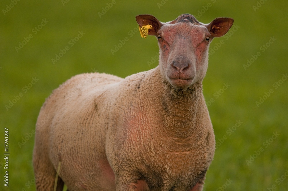 Obraz premium Moutons charollais en pâture
