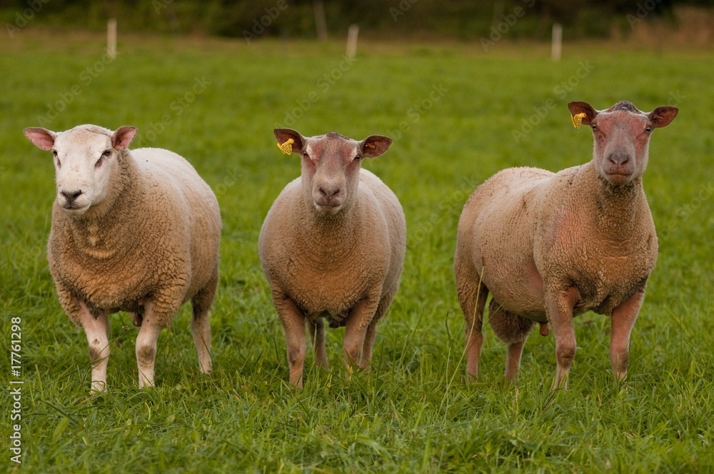Moutons en pâture dont 2 moutons charollais Moutons en pâture dont 2 moutons charollais