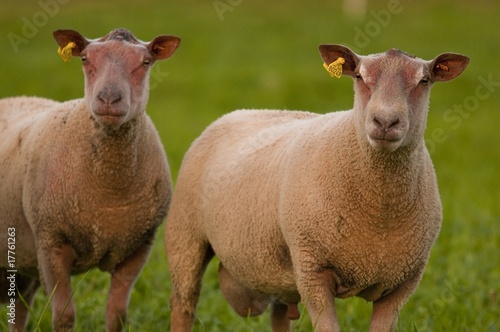 Moutons charollais en pâture