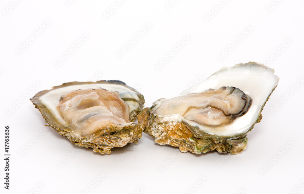 Oyster on a white background Oyster on a white background