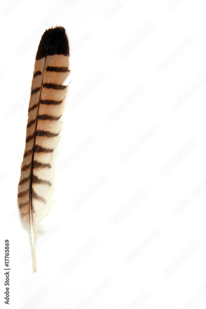 Pluma Pluma