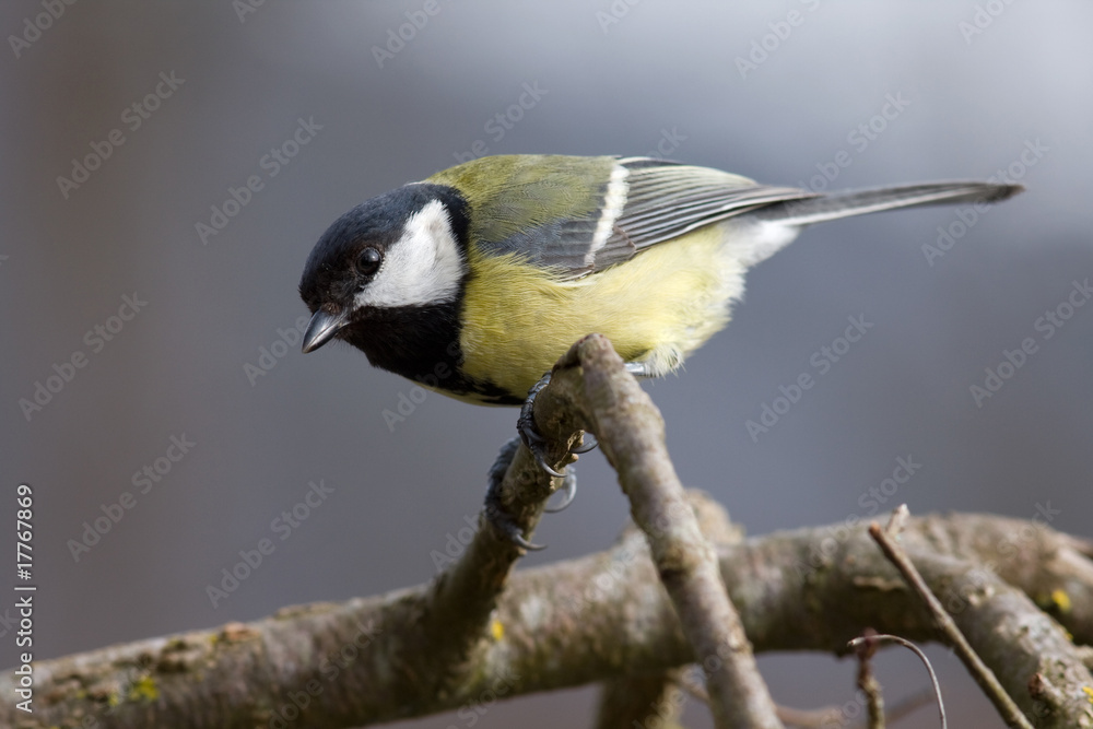Fototapeta premium Kohlmeise - parus major