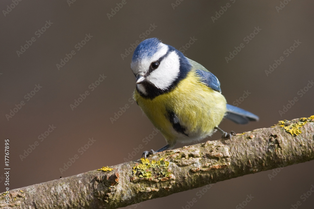 Obraz premium Blaumeise - parus caeruleus