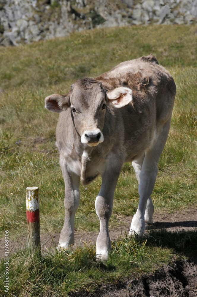 Calf Calf