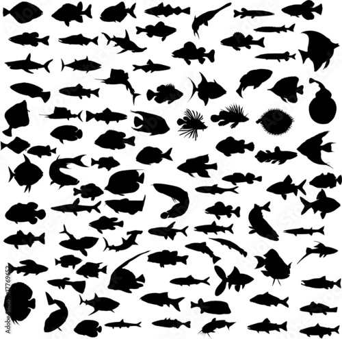 fish black group vector silhouettes photo