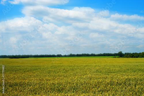 golden wheat field with blue cloudy sky