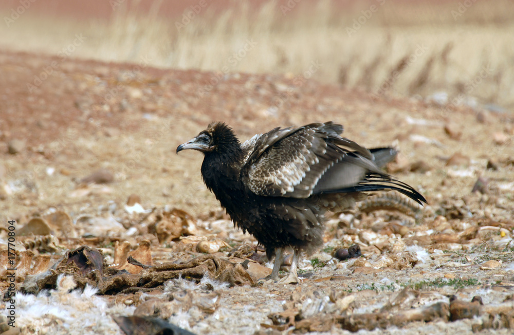 Obraz premium alimoche jóven