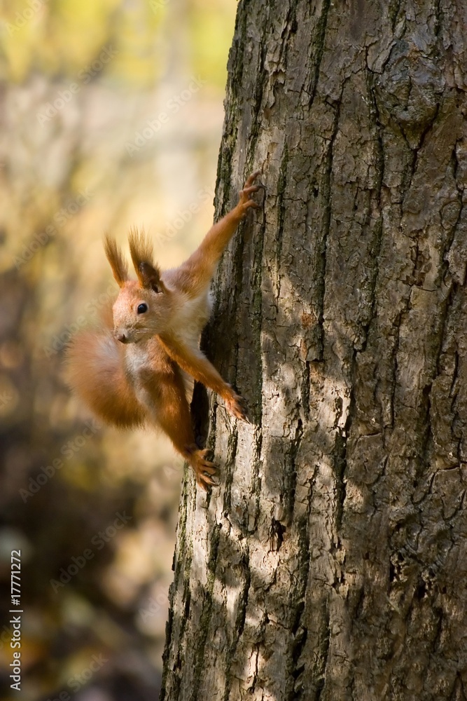 Wild squirrel.