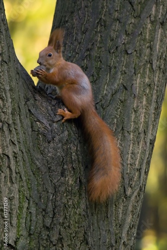Wild squirrel. © Alex Ishchenko