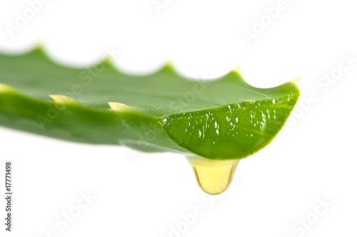 aloe
