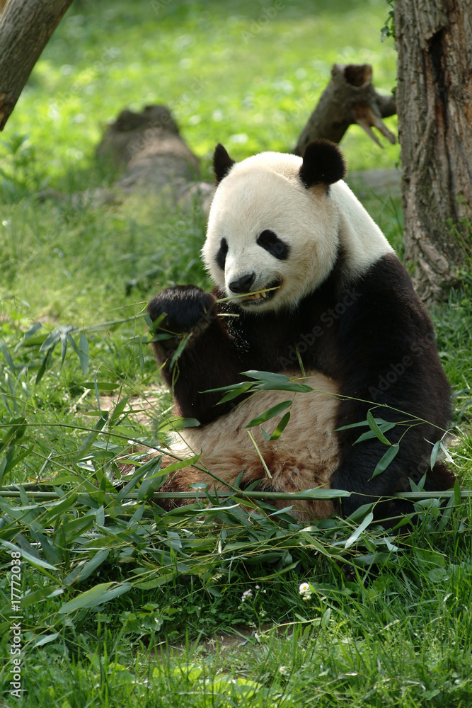 Naklejka premium Giant panda in a field eating grass by a tree