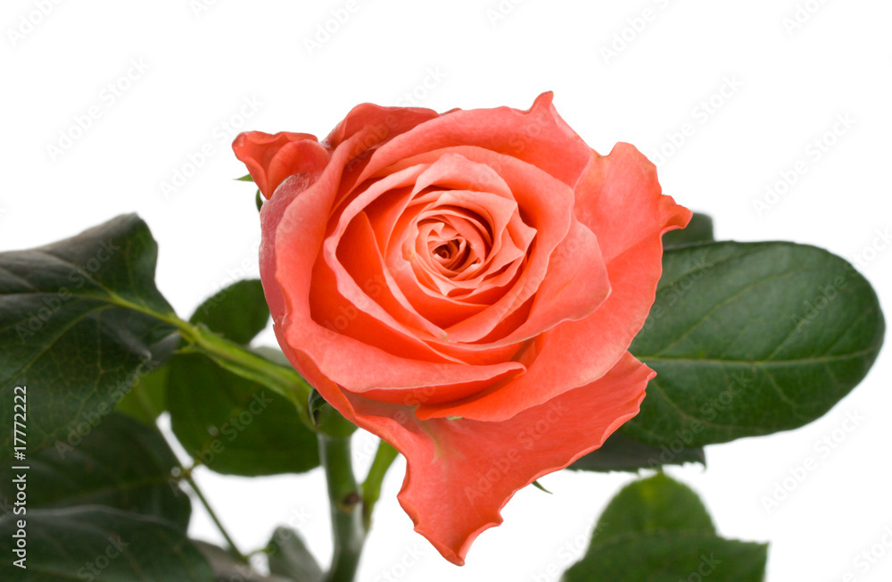 pink rose view from above pink rose view from above