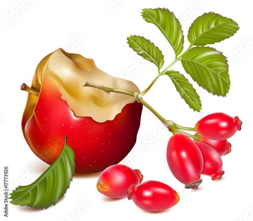 Vector illustration.  Apple and dog rose hips.