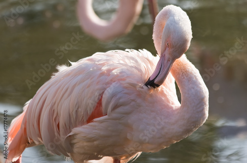 Pink flamingo in sunshine