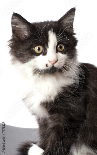 regard appeuré de chaton noir et blanc