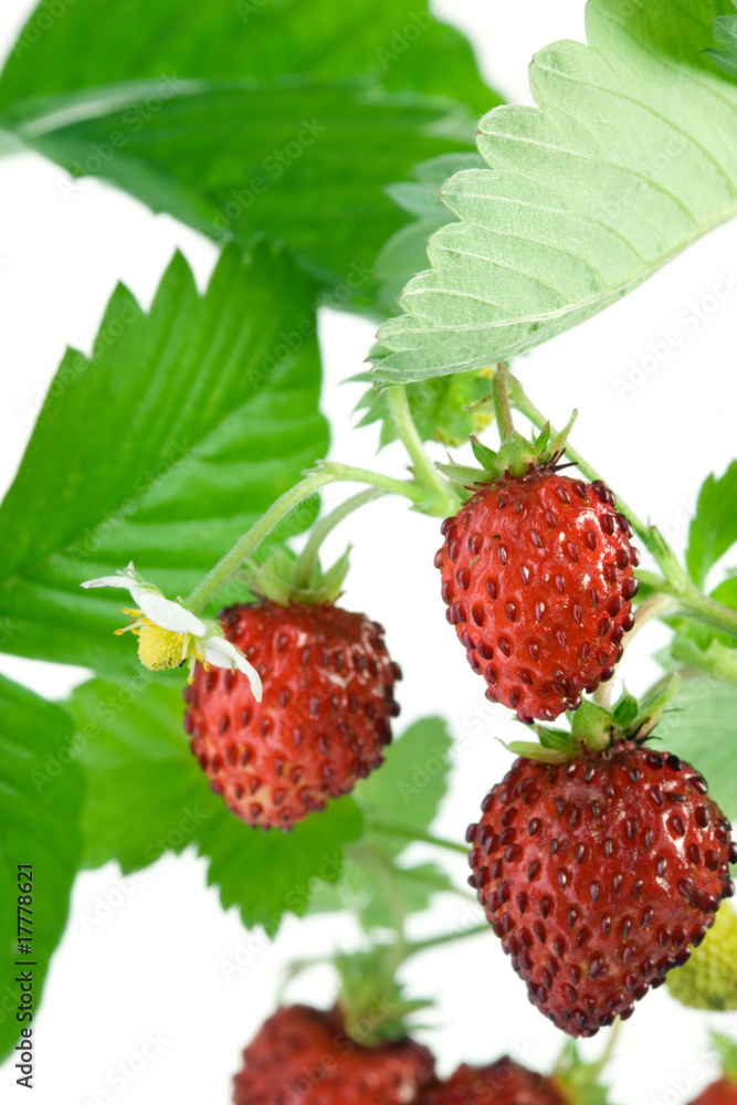 Wild strawberries. Wild strawberries.