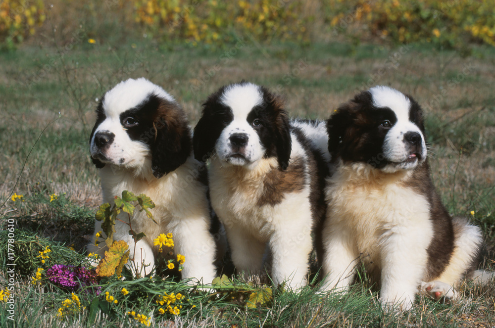 trois chiots saint bernard assis côte à côte trois chiots saint bernard assis côte à côte