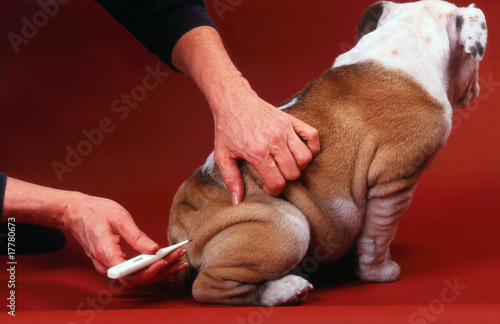 prise de rempérature sur chiot bulldog anglais photo