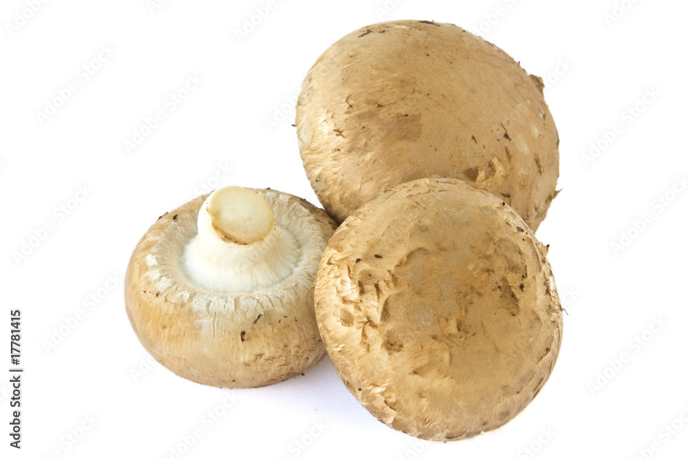 Champignons isoliert Champignons isoliert