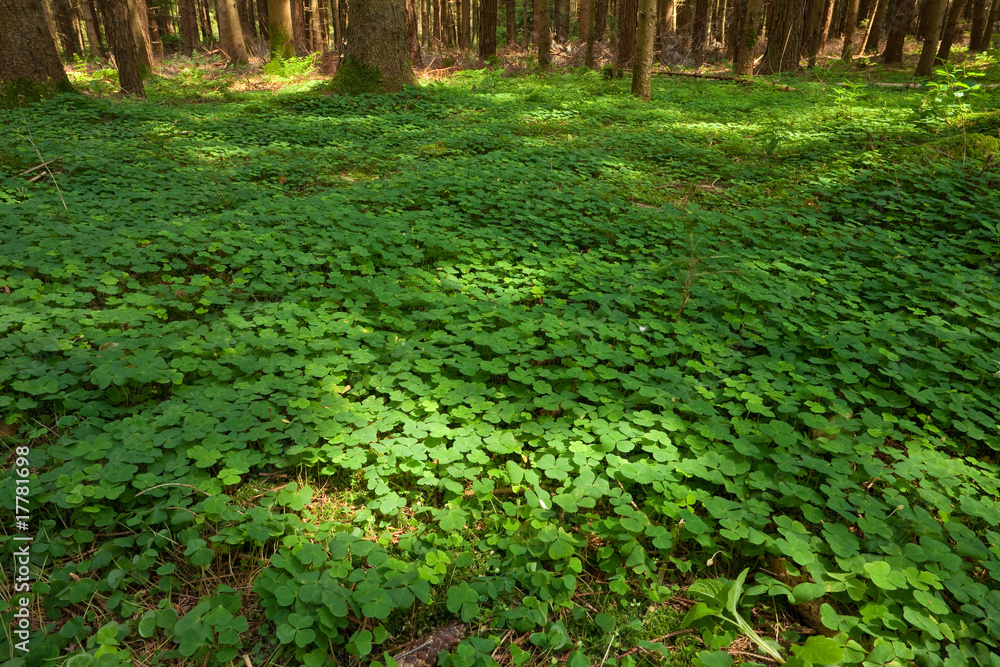 Dreiblättriger Klee im Wald.