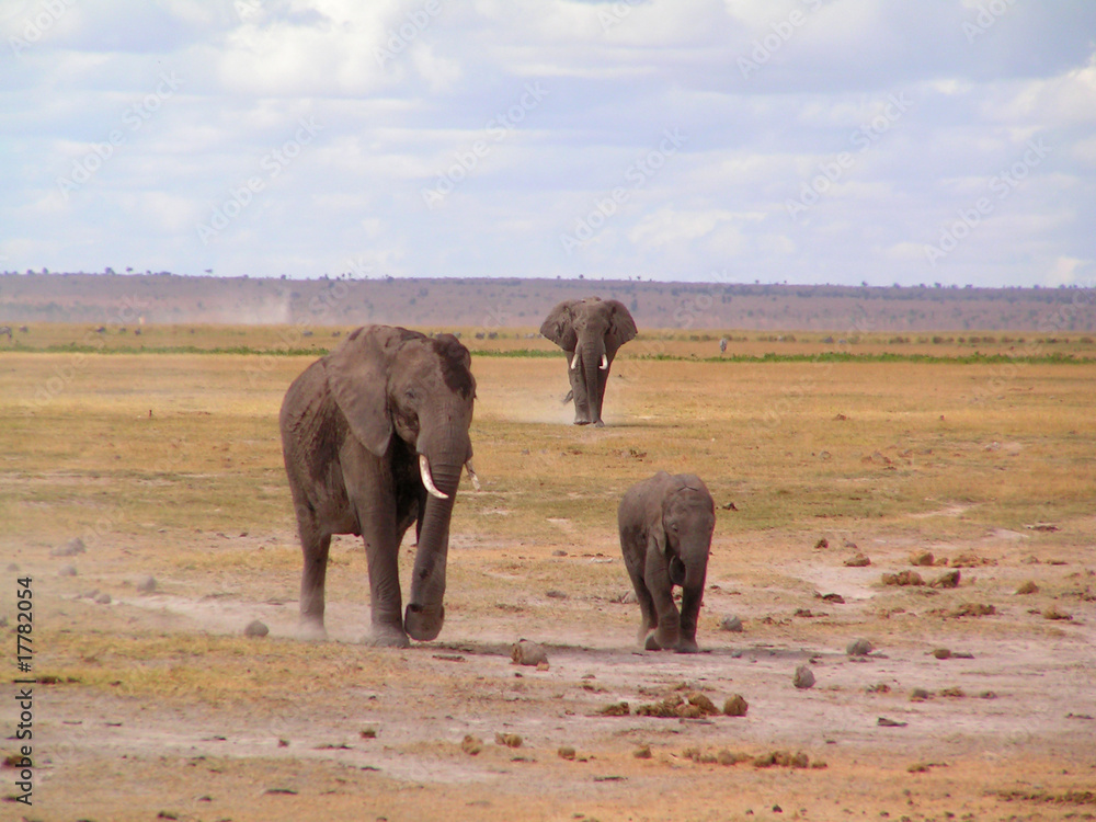 Elefanten Familie im Amboseli Nationalpark Elefanten Familie im Amboseli Nationalpark