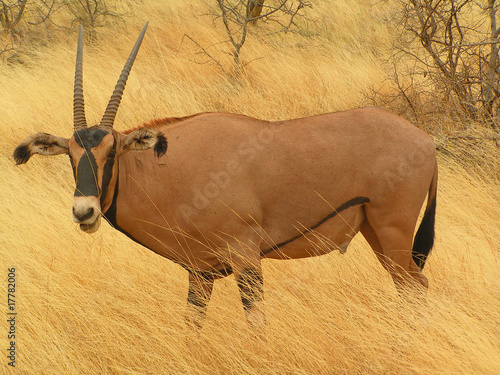 Oryx-Antilope in Kenia