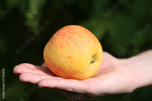 Herbstapfel in der Hand