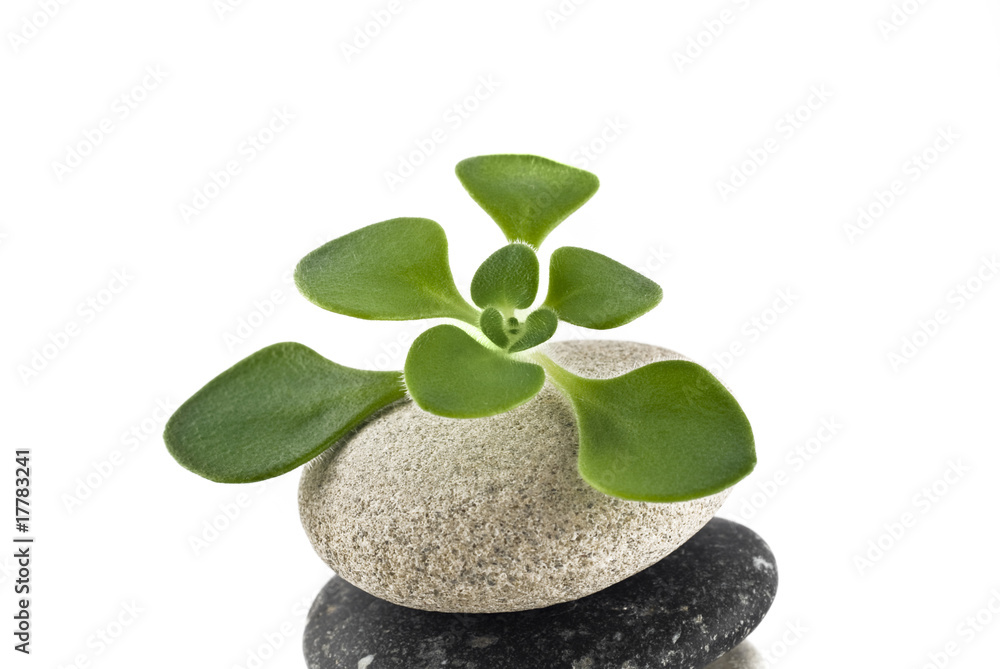 Life on the pebble - balanced stone tower with green plan Life on the pebble - balanced stone tower with green plan
