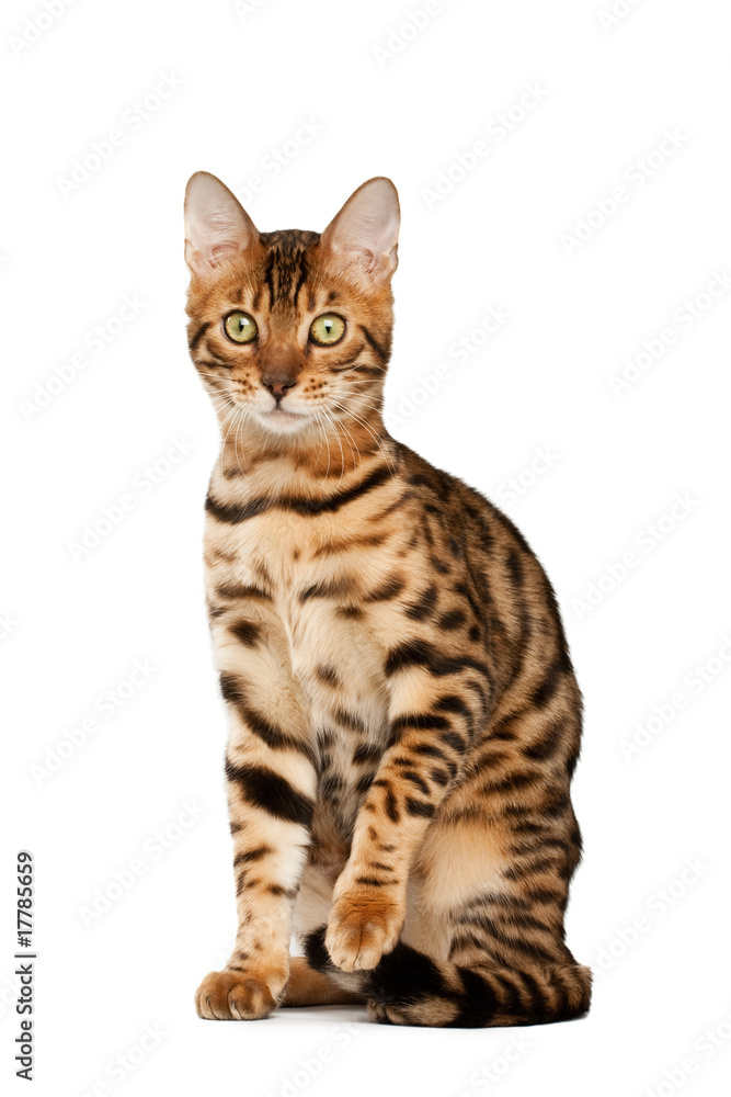 Bengal cat Bengal cat