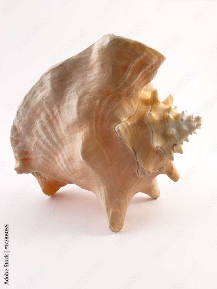 una conchiglia una conchiglia