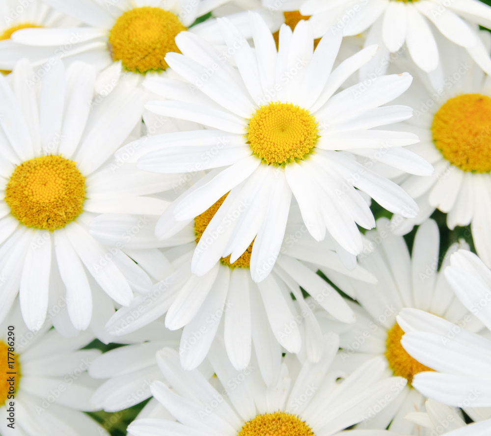 Obraz premium Daisy Background
