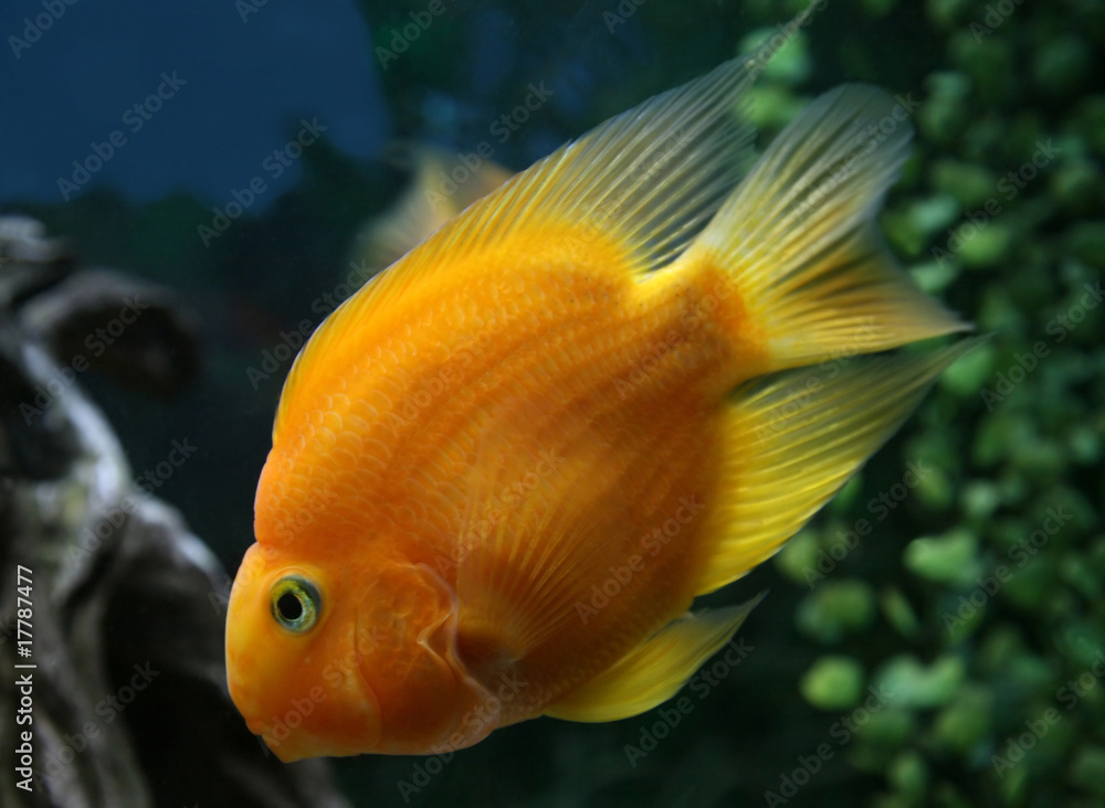 goldfish goldfish