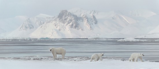 Handdoek met foto Beren Drie ijsberen in poolgebied  © Incredible Arctic