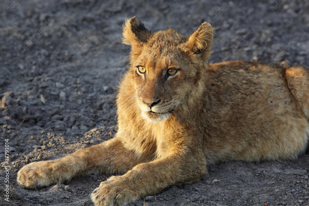 Fototapeta premium Lions at rest