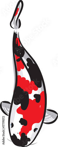Red and black spotted Carp koi (breed Showa)