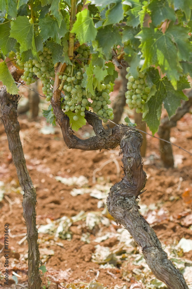 Grapes growing in a Croatian vineyard Grapes growing in a Croatian vineyard