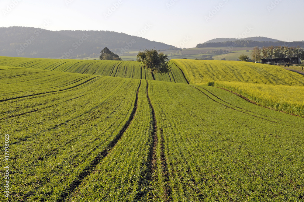 Feld Feld