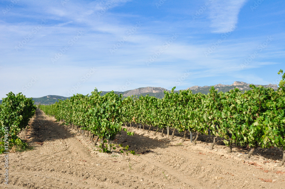 campo de viñas