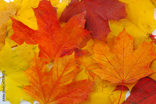 Wallpaper Mural Background made of autumn leaves Torontodigital.ca