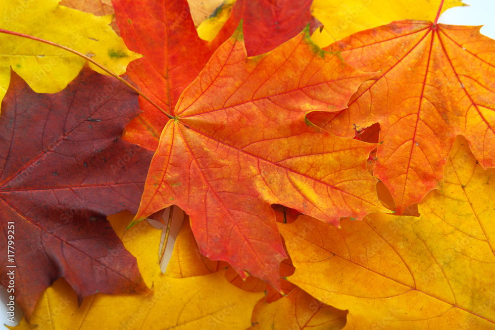Background made of autumn leaves Background made of autumn leaves