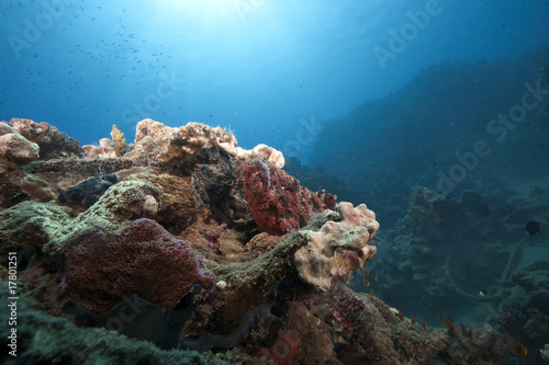 ocean and scorpionfish