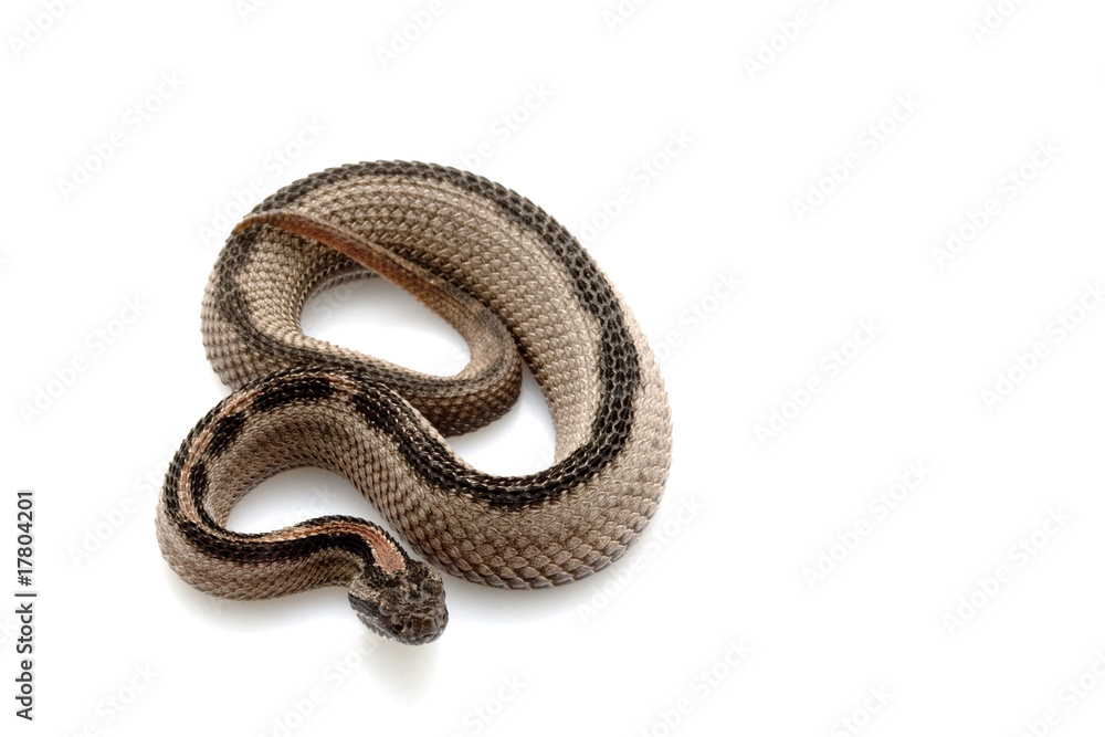 Striped pygmy rattlesnake Striped pygmy rattlesnake