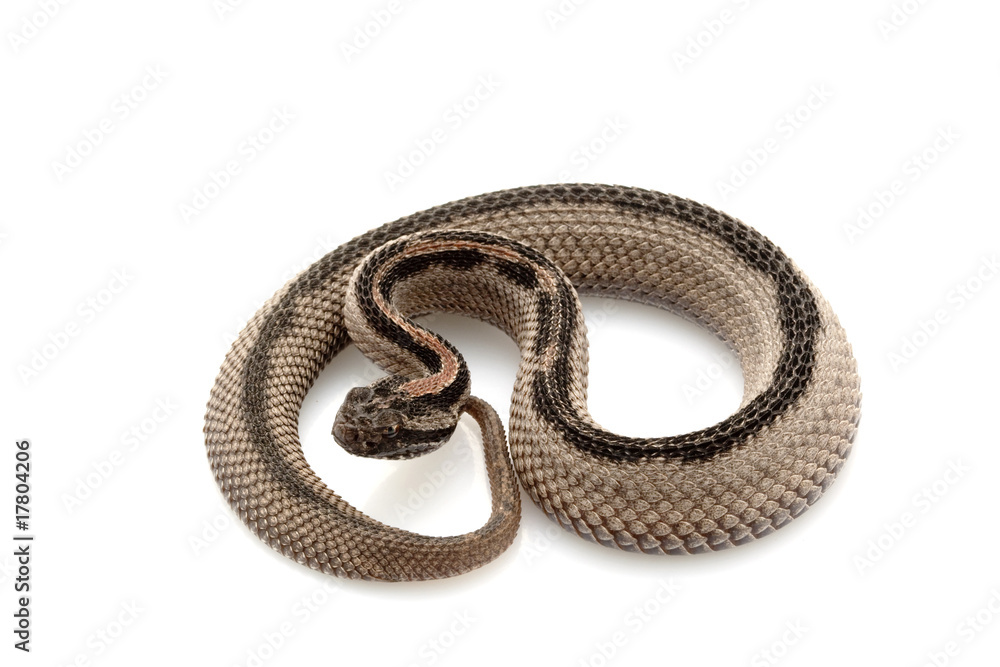 Fototapeta premium Striped pygmy rattlesnake